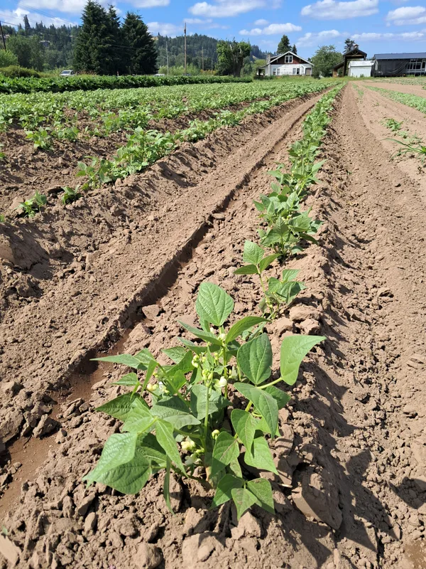 Young seedlings growing in rows