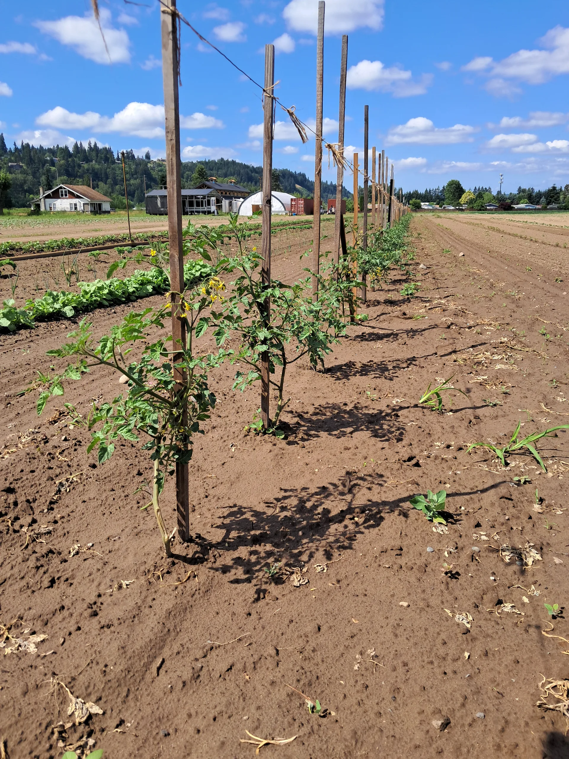 Farm fields in the Puyallup Valley