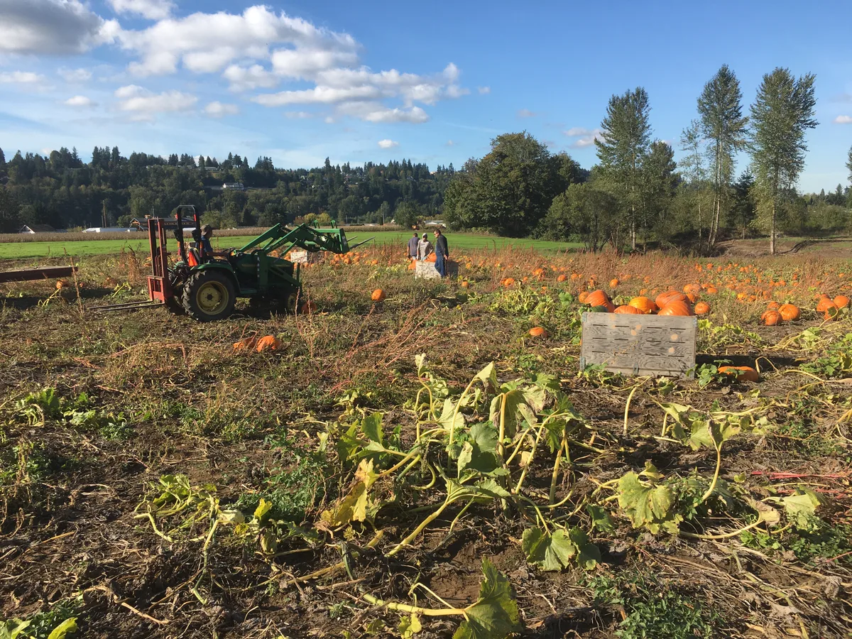 McMillin Farm pumpkin field
